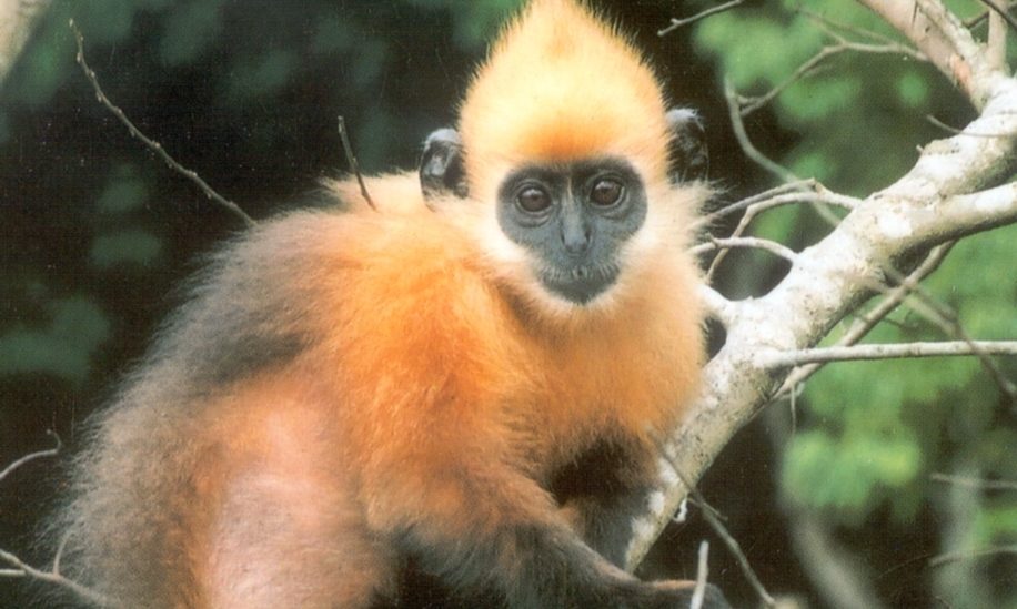 Cat Ba Island Golden Headed Langur Cat Ba Island Golden Headed Langur