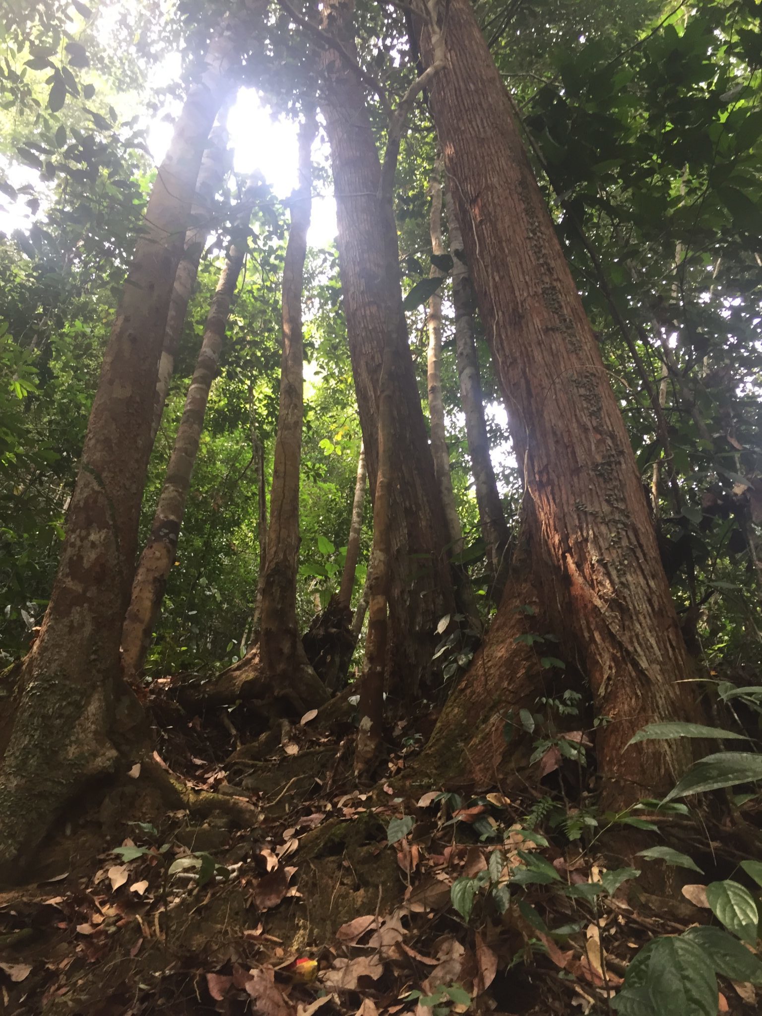 Forest near Long Lawen Village, Sarawak, Malaysia, which is protected under an agreement with Seacology