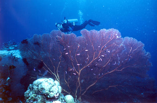 Seacology director Duane Silverstein dives nearKimbe Bay, Papua New Guinea