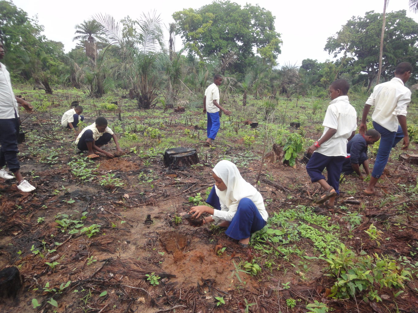 Replanting in Masingini forest