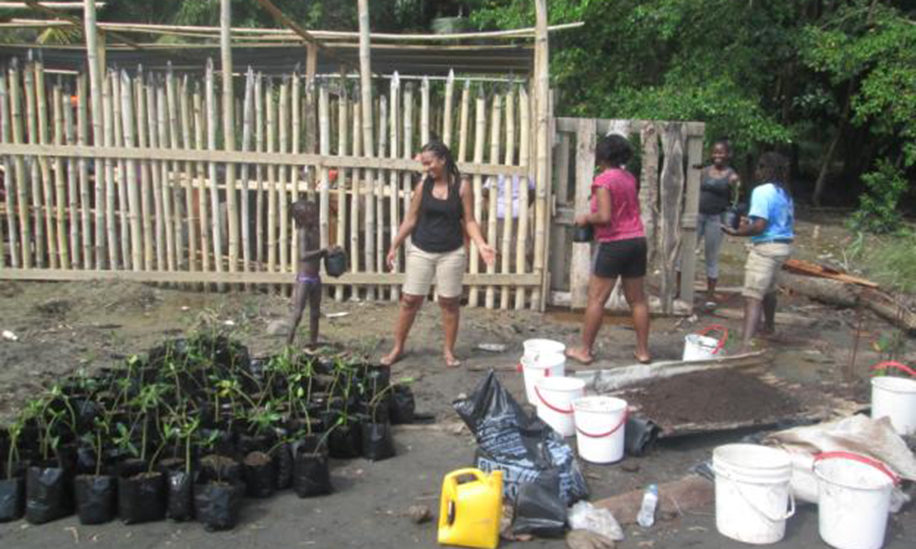 Seacology Telescope Mangrove Nursery Seacology