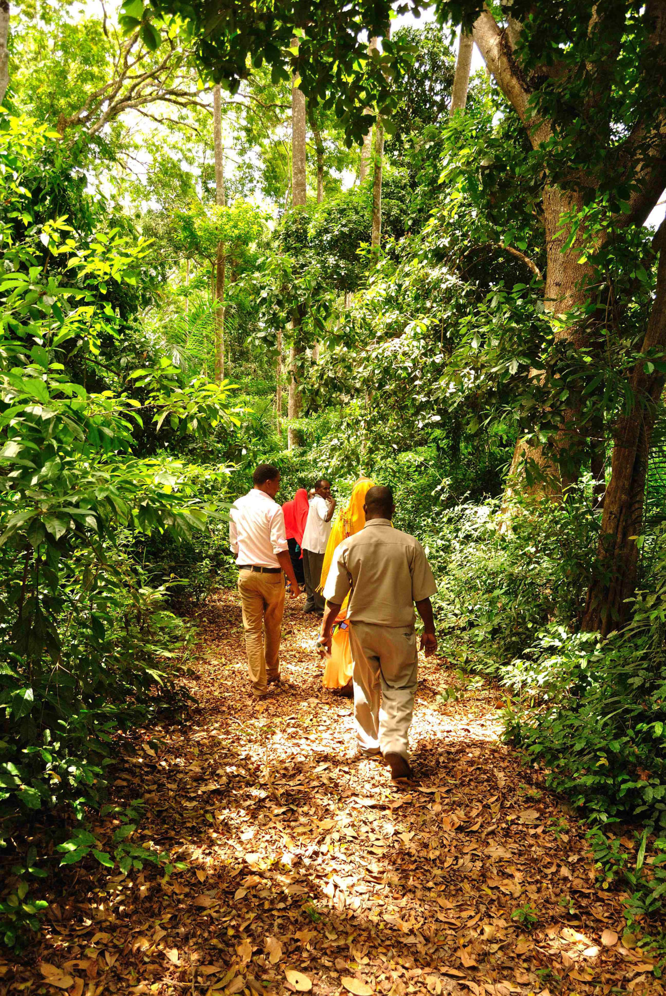 Inside Masingini forest