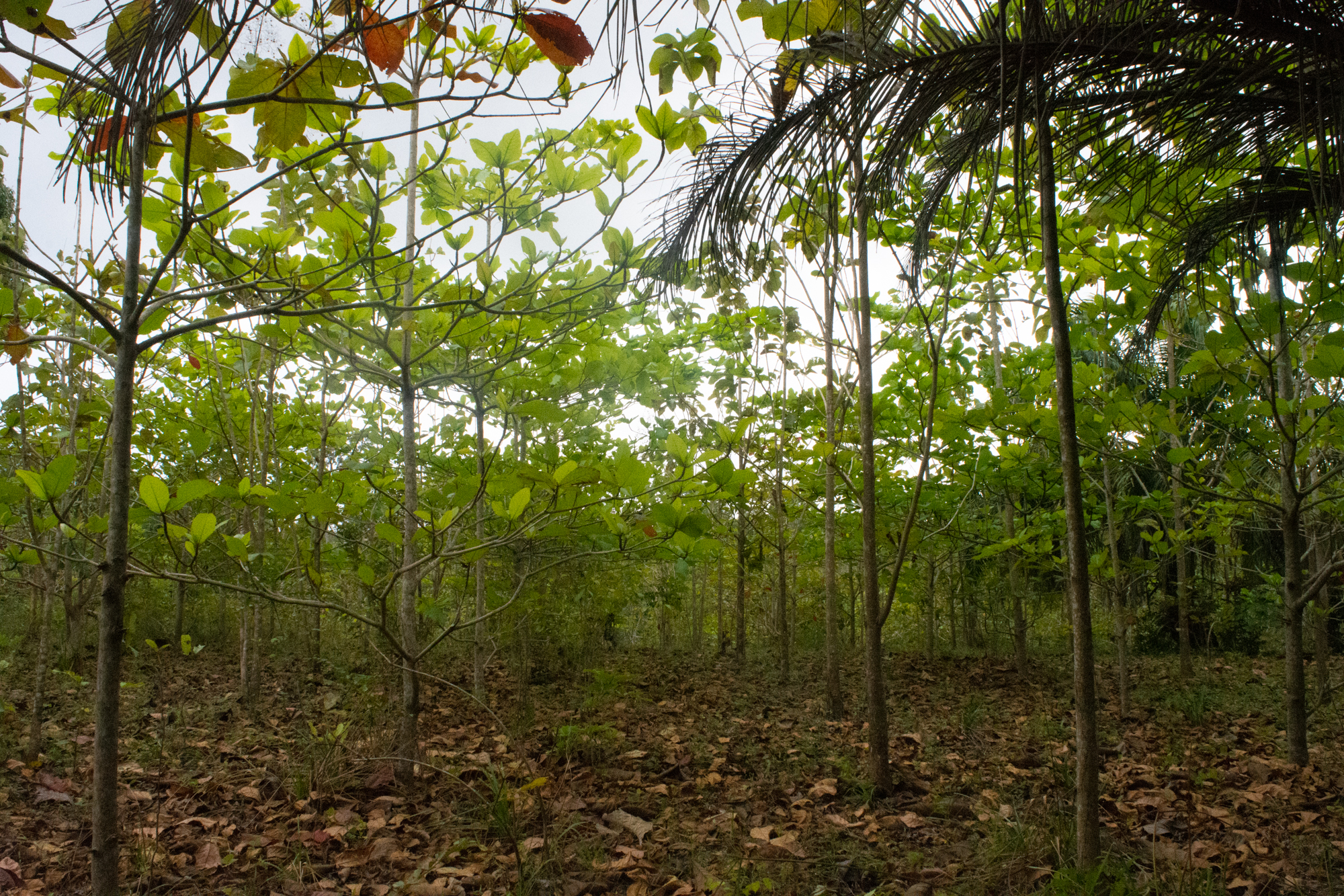 Masingini replanted area