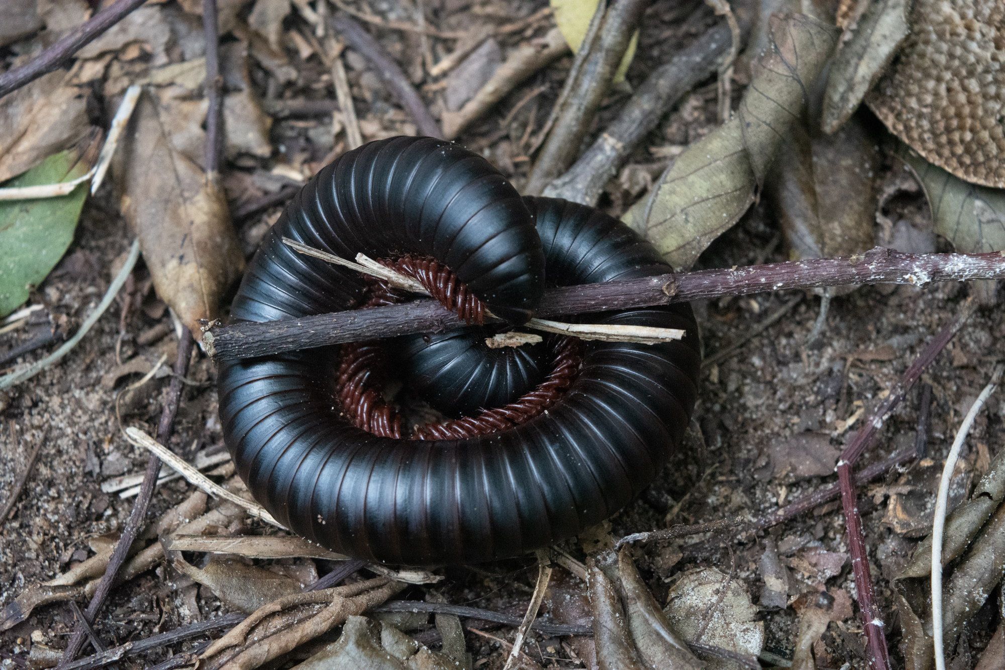 Millipede inside Masingini forest