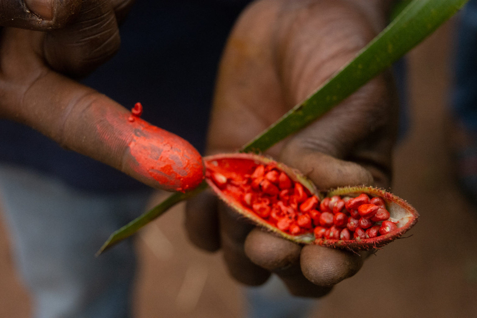 Spices harvested from forest spice farm