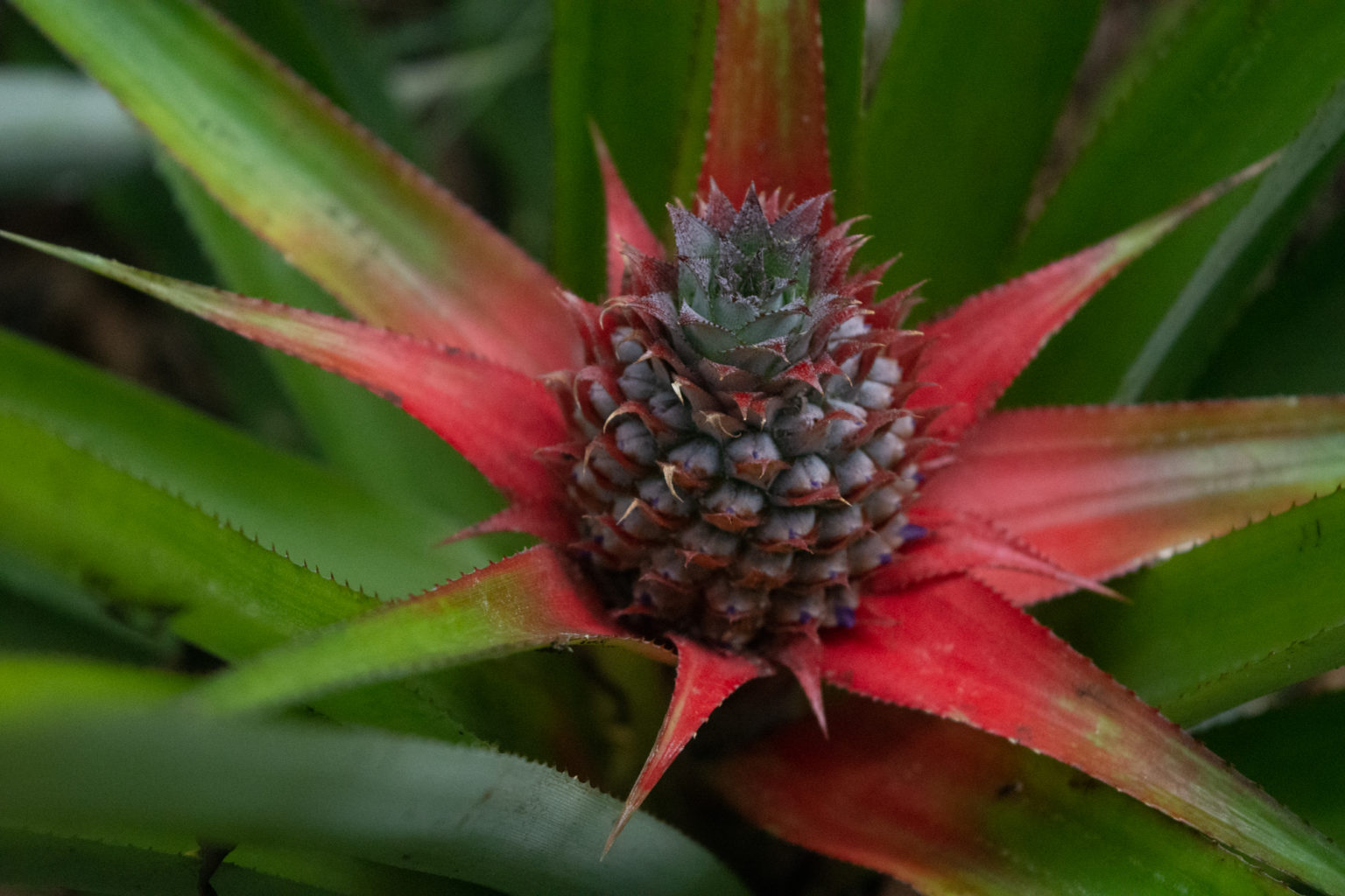 Pineapple growing in Masingini spice farm