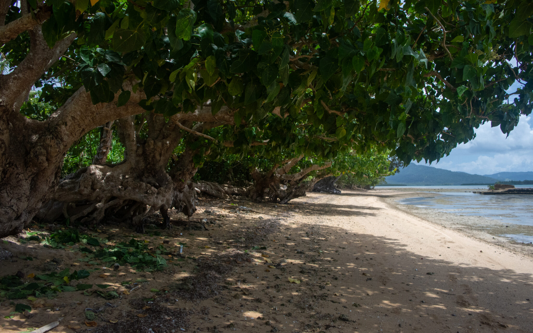 view looking down beach with trees on left providing shade