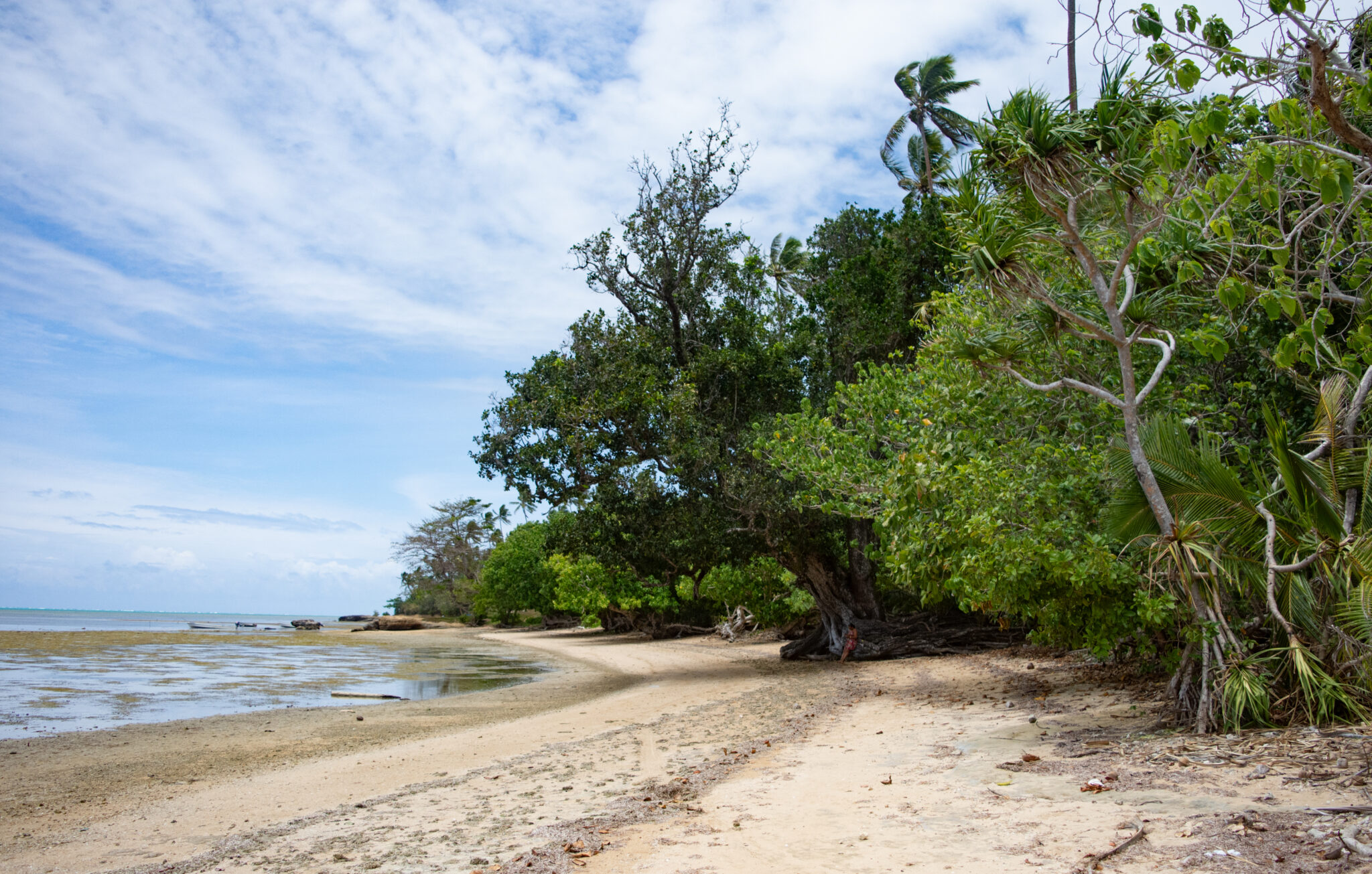 Looking down long beach with trees on right