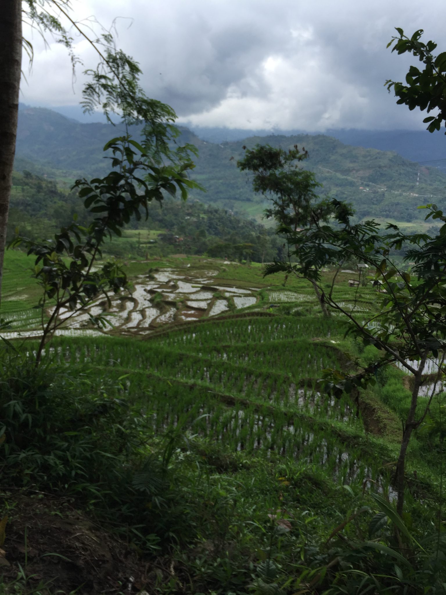 Rice fields near Puncak Baru, Java, Indonesia