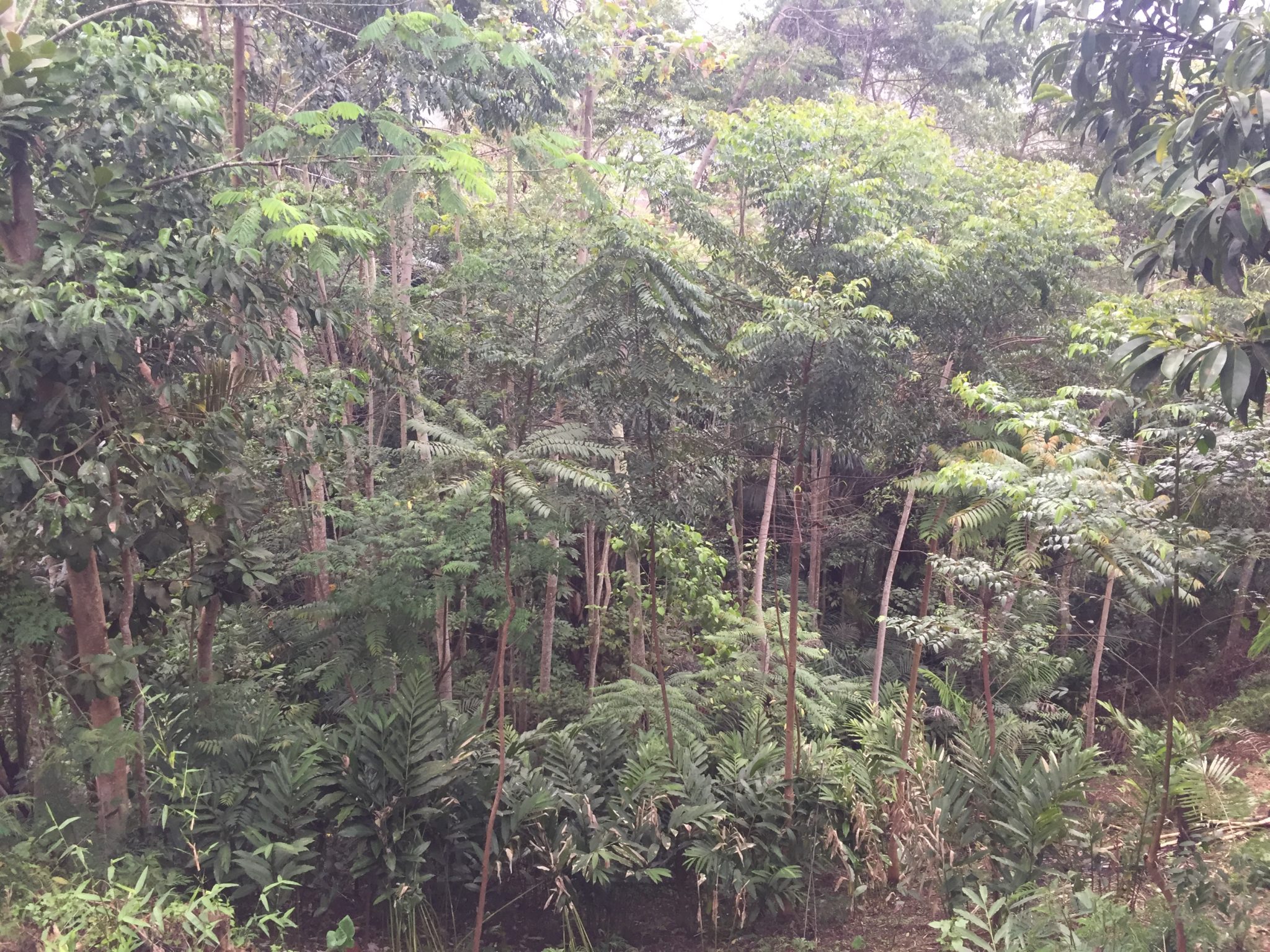 Protected forest at Puncak Baru, Indonesia