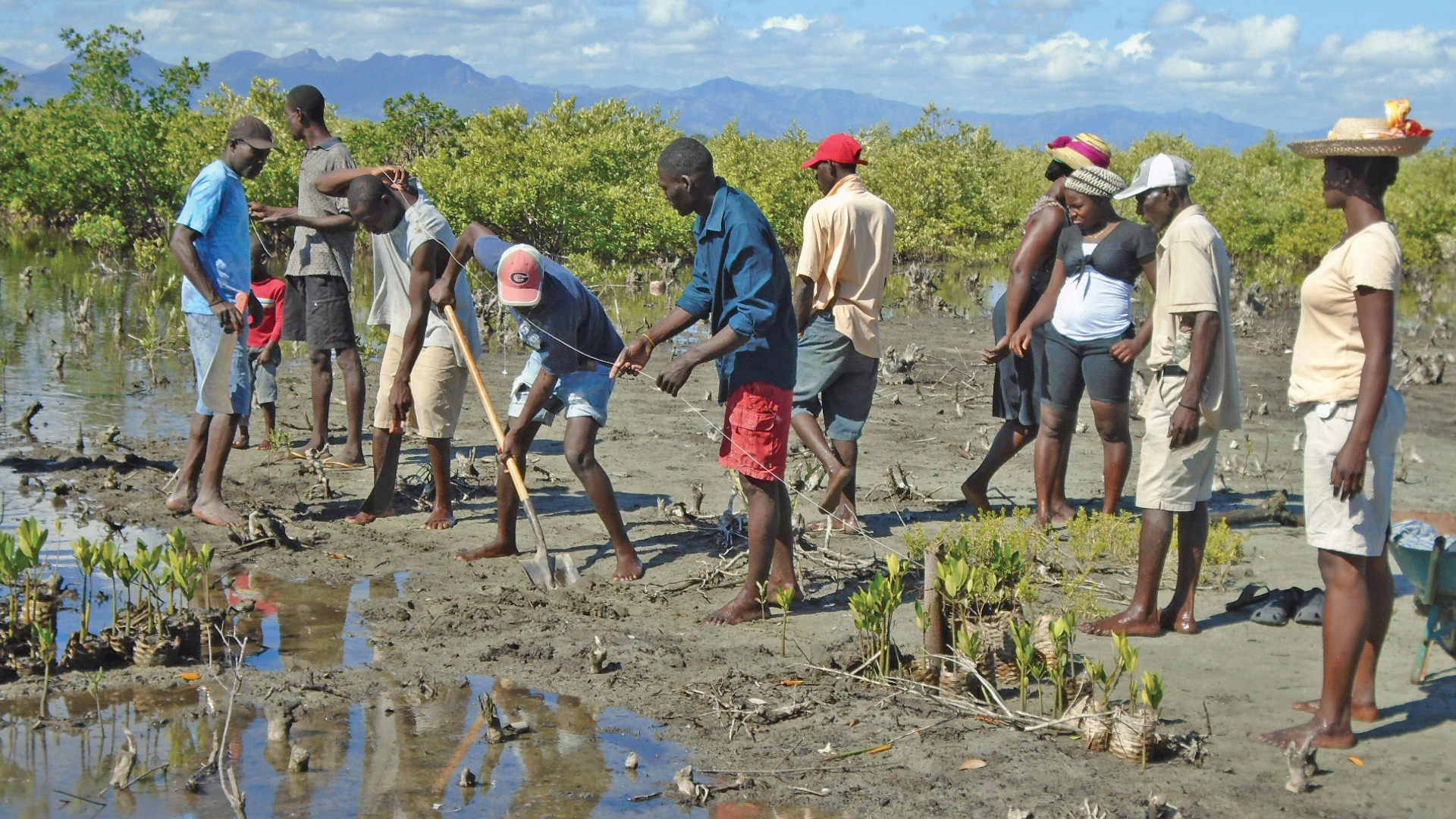 Haiti mangrove planting