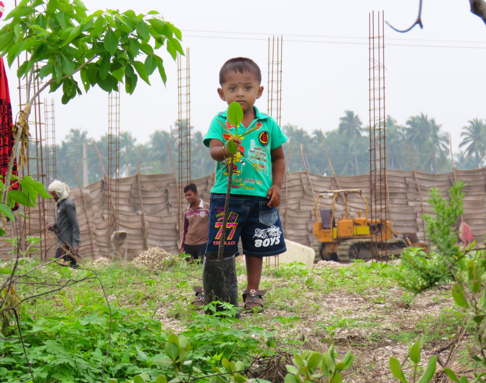 Sudeesa, Kalpitiya karaba, mangroves, replanting