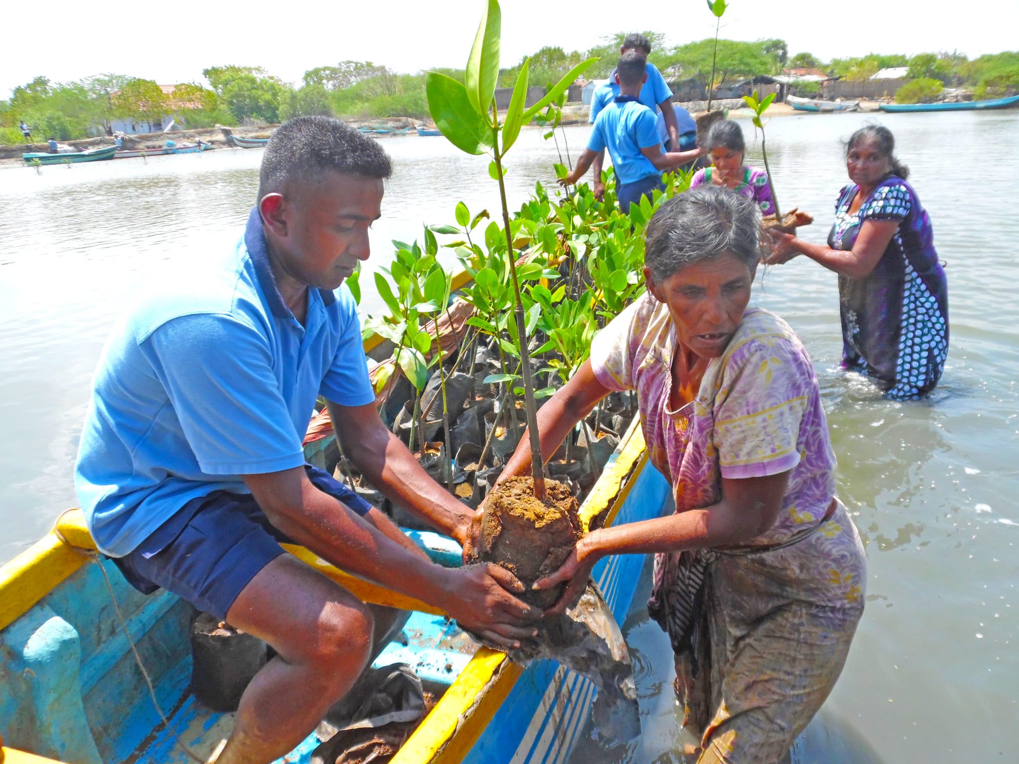 members of the Sri Lanka navy assist with planting mangroves