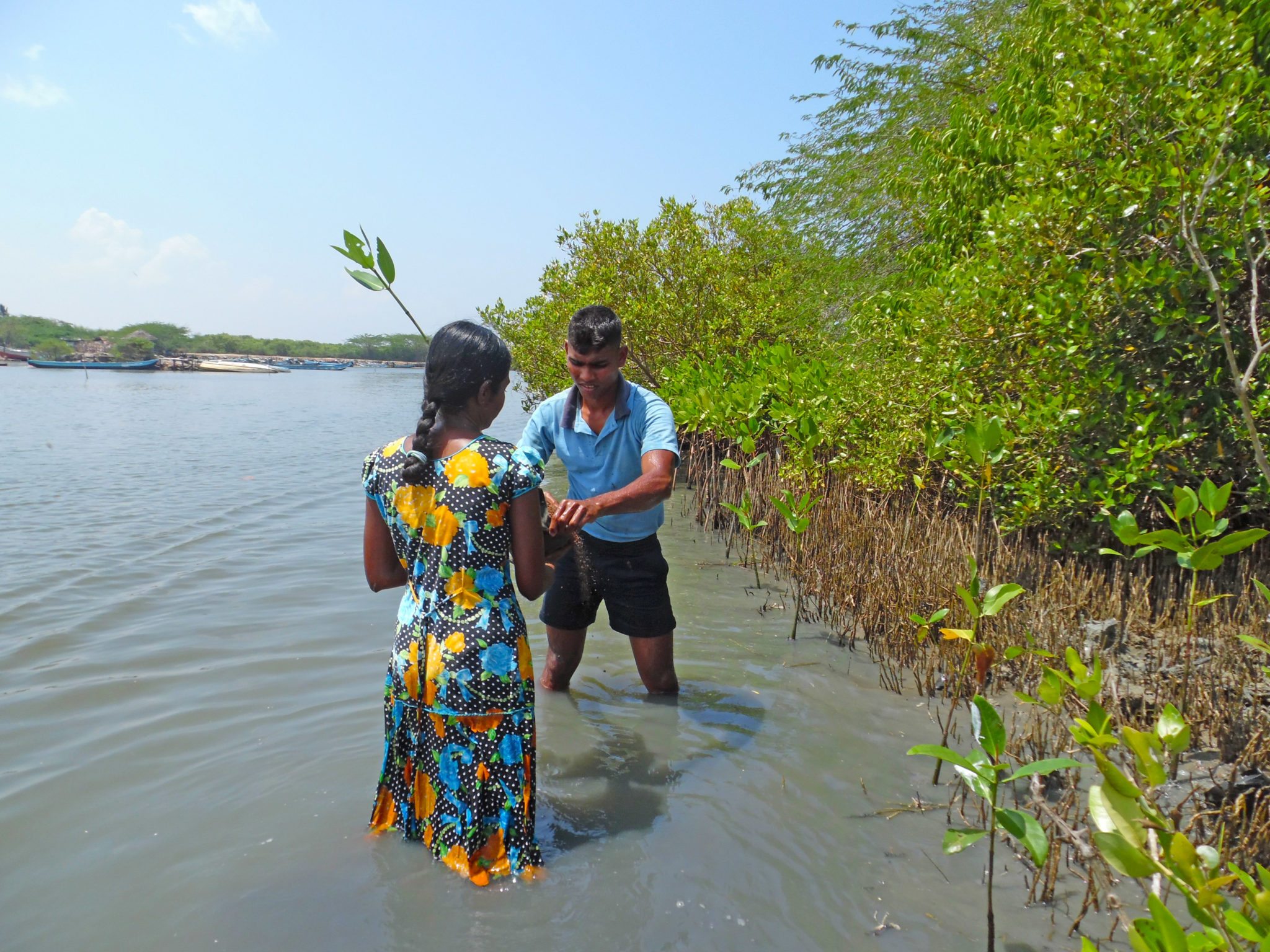 members of the Sri Lanka navy assist with planting mangroves