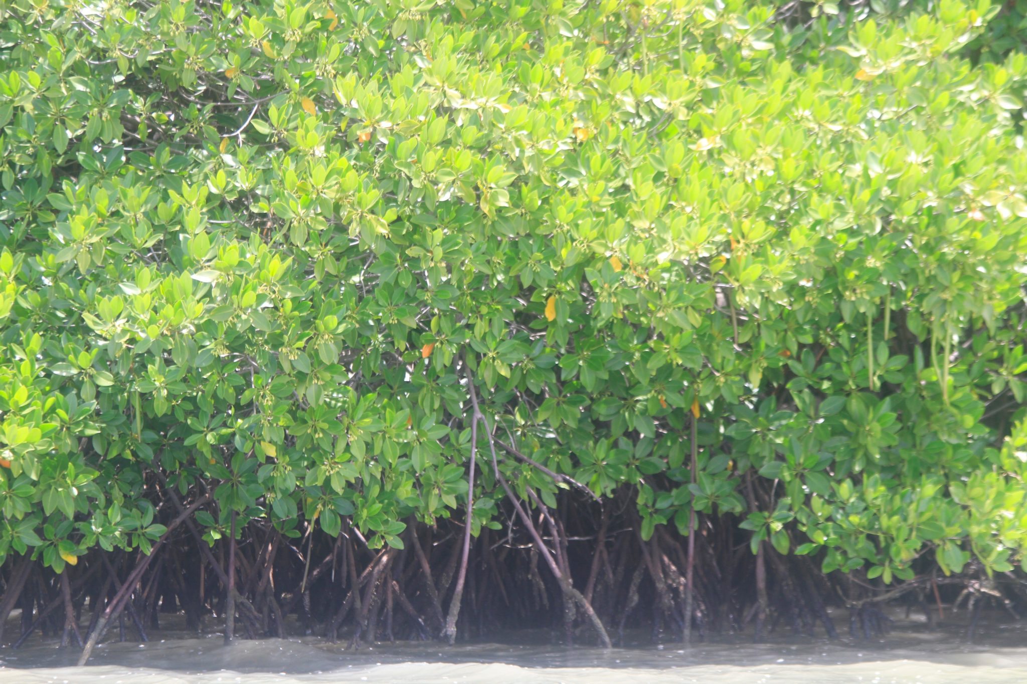 mangroves 1