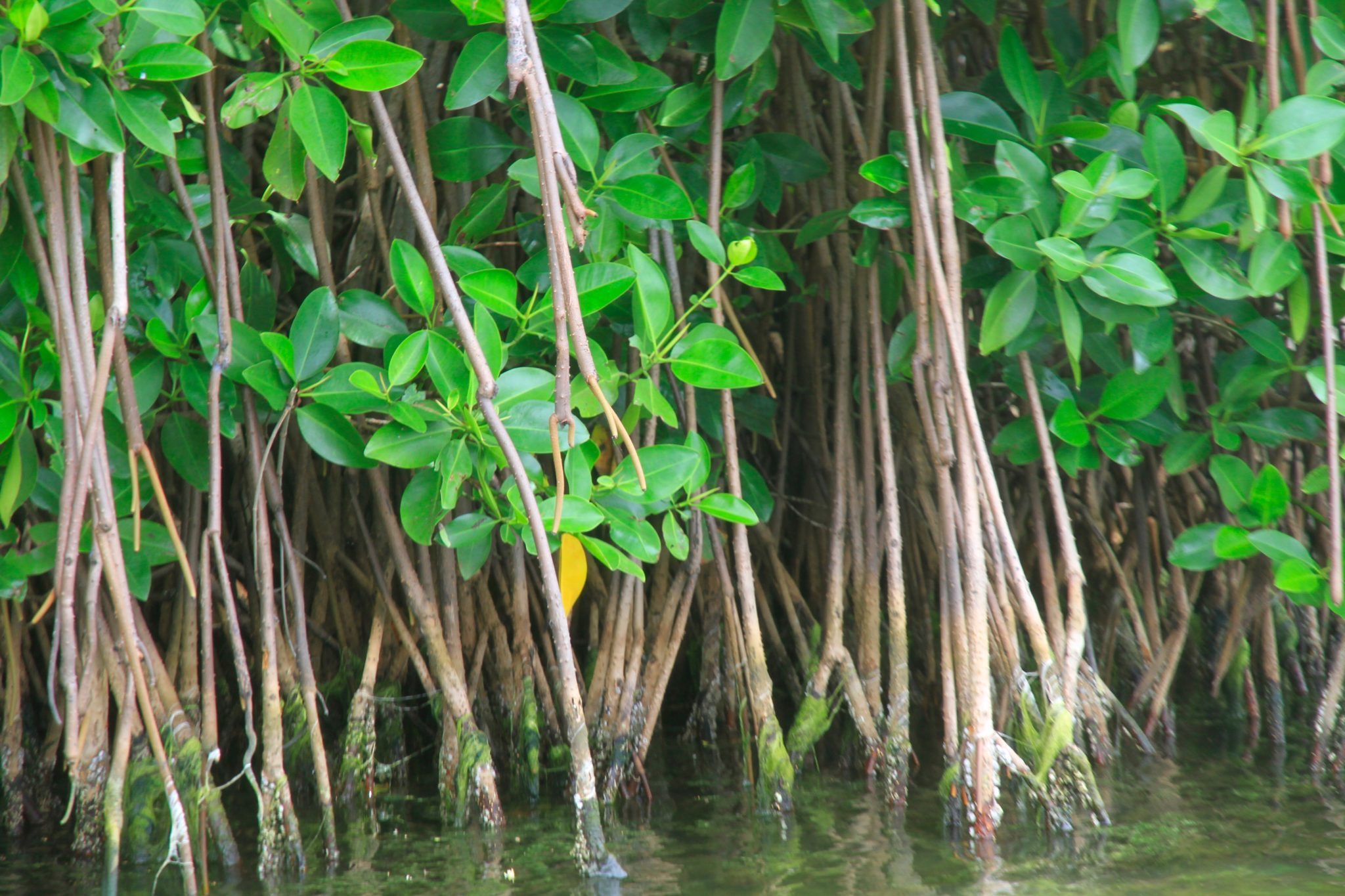Mangroves grow in Sri Lanka