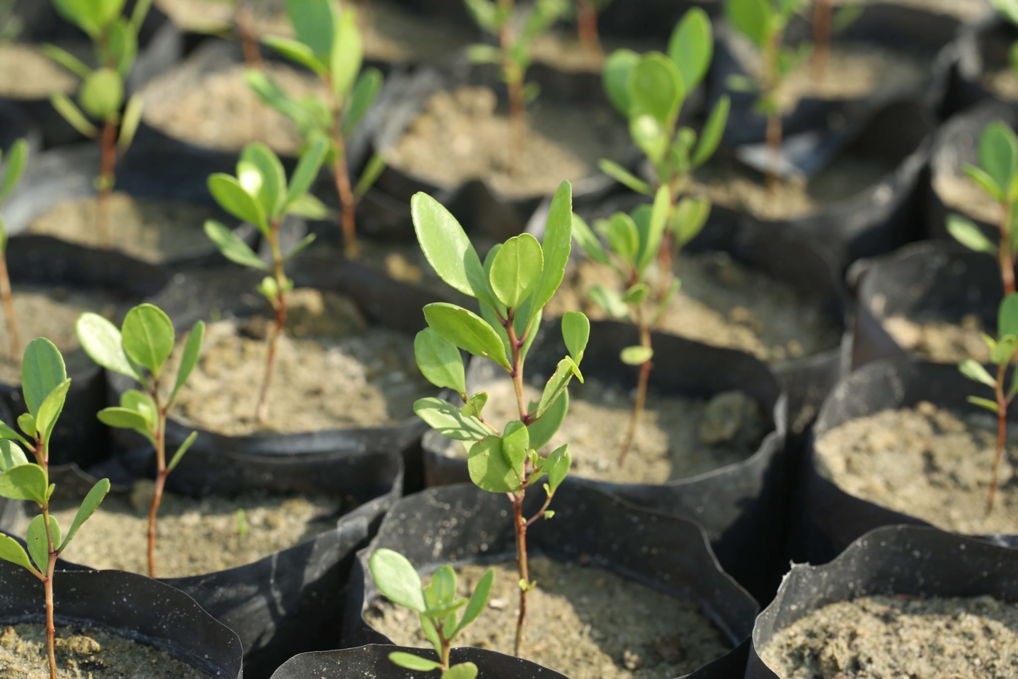 seedlings