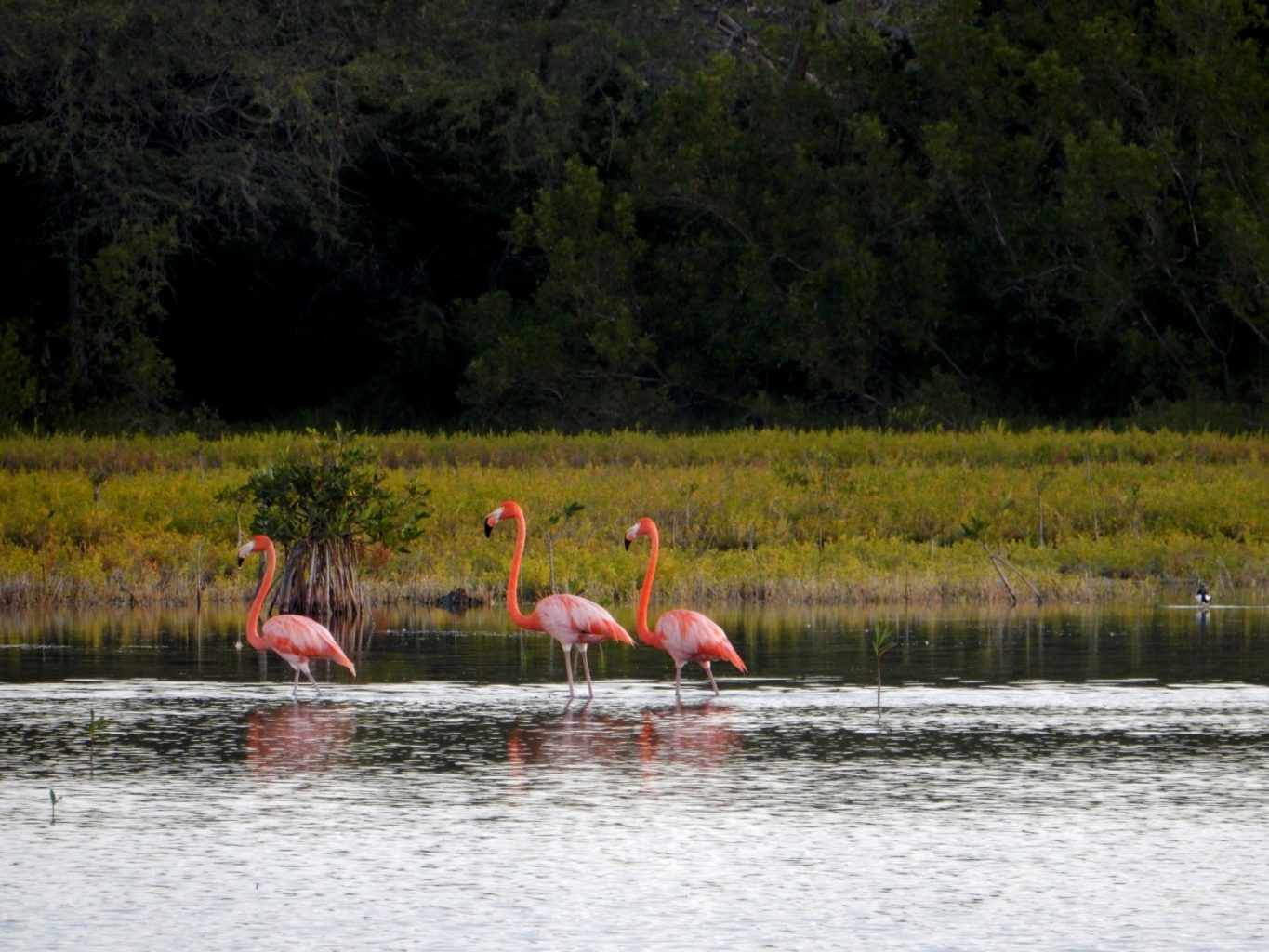 Flamingos at Oviedo lagoon, Dominican Republic