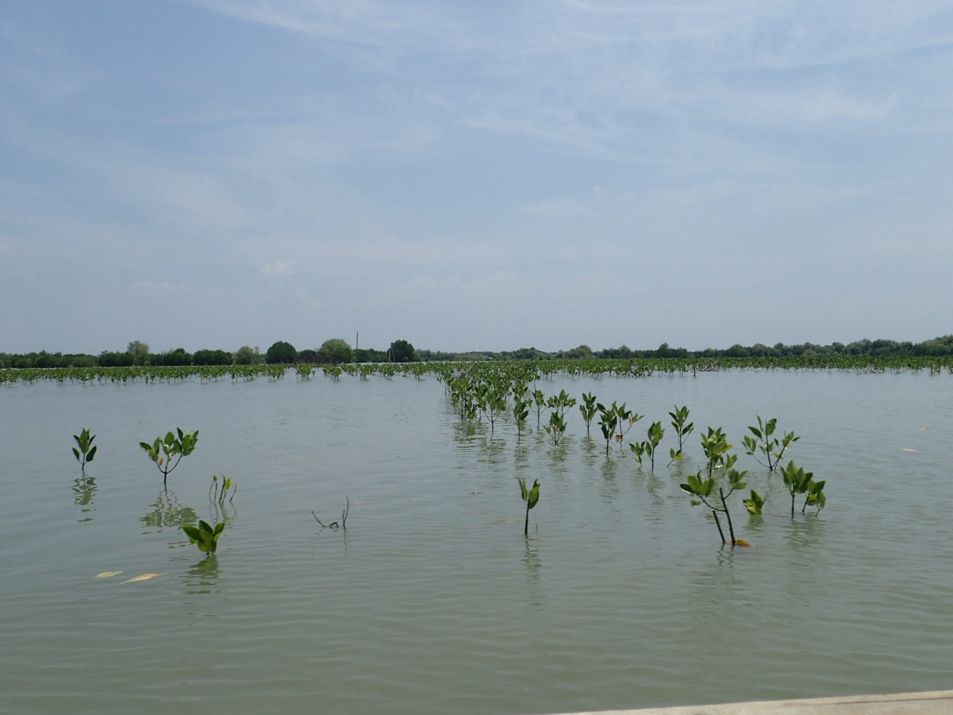 Mangroves planted by residents of Panthai Bahagia, Java, Indonesia