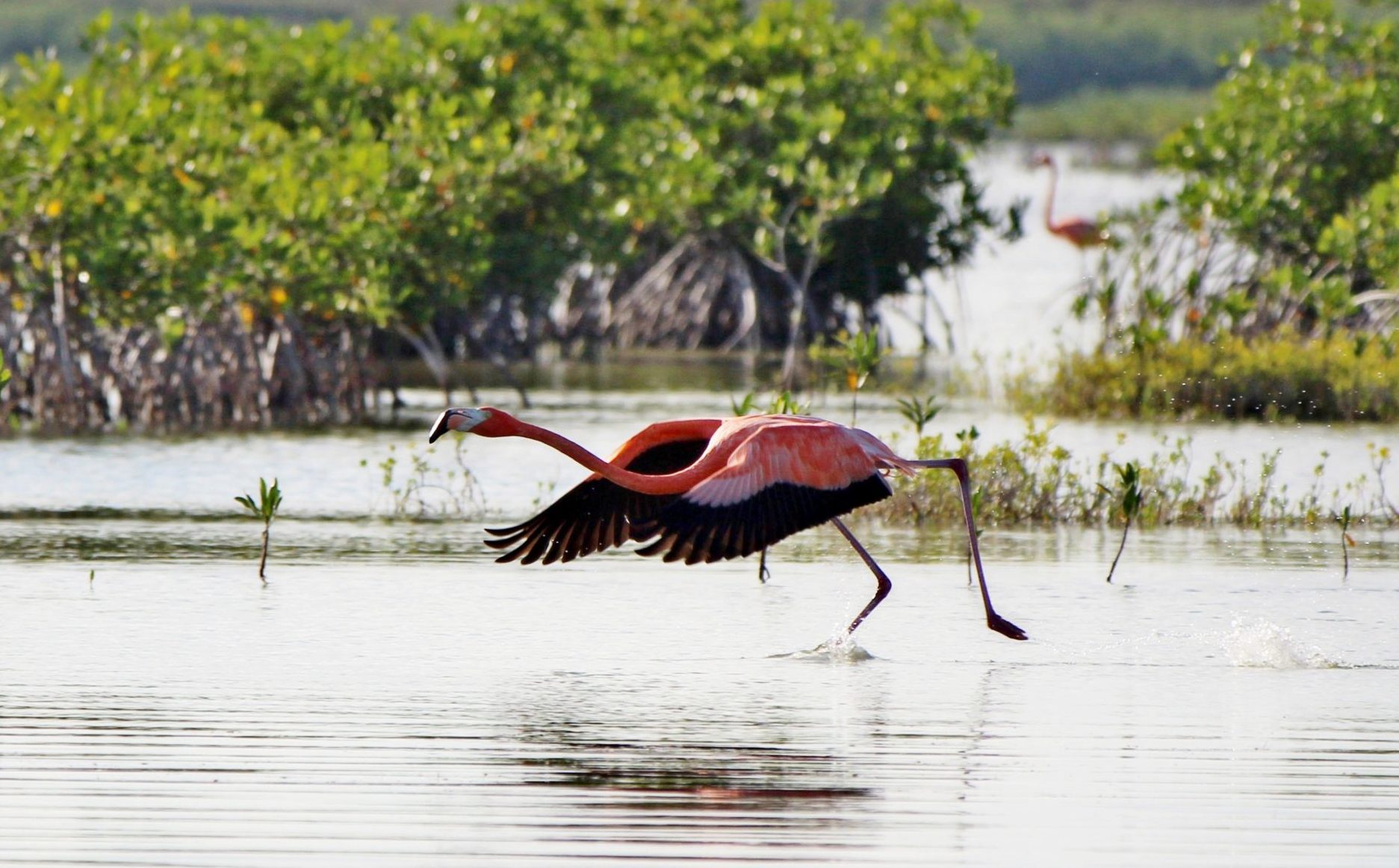 Flamingo at Oviedo lagoon