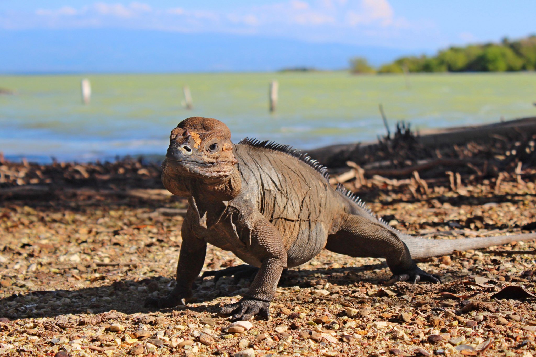 Iguana at Oviedo Lagoon