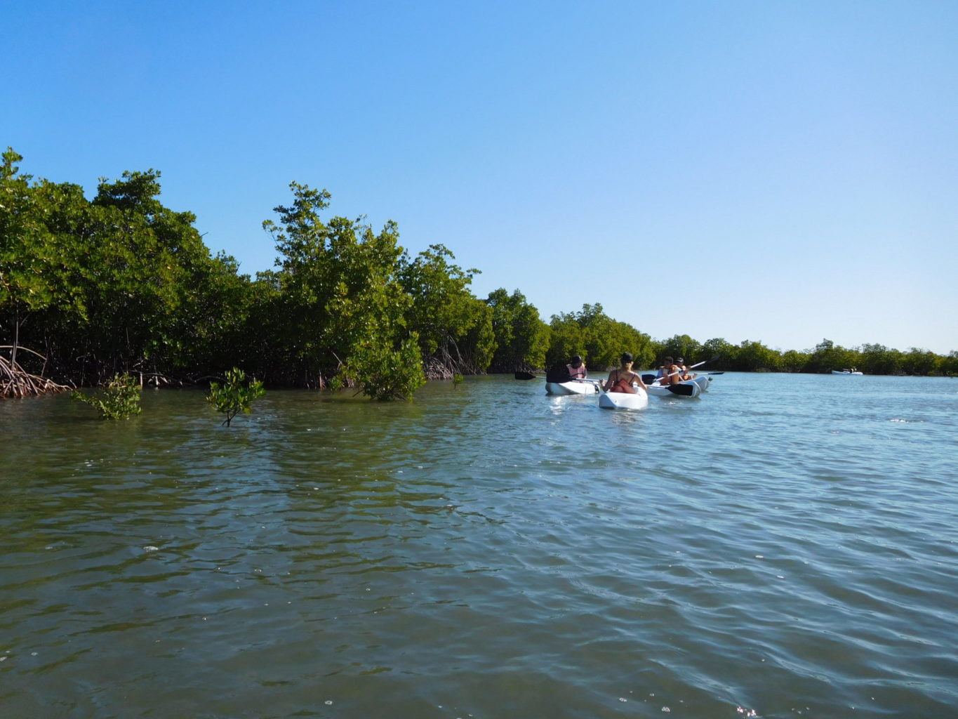 Mangrove trees in Montecristi Province, Dominican Republic