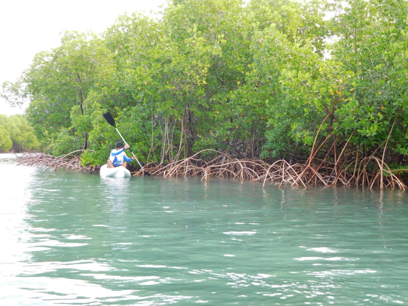 A kayaker tours mangroves in Montecristi Province