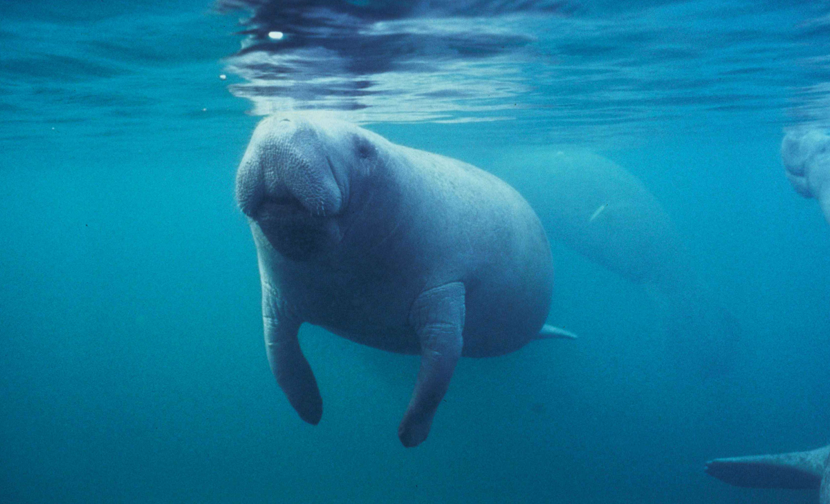 West indian Manatee