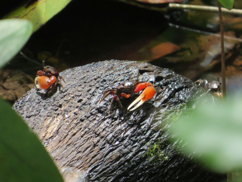 Crabs in mangrove forest at Las Garitas, Dominican Republic