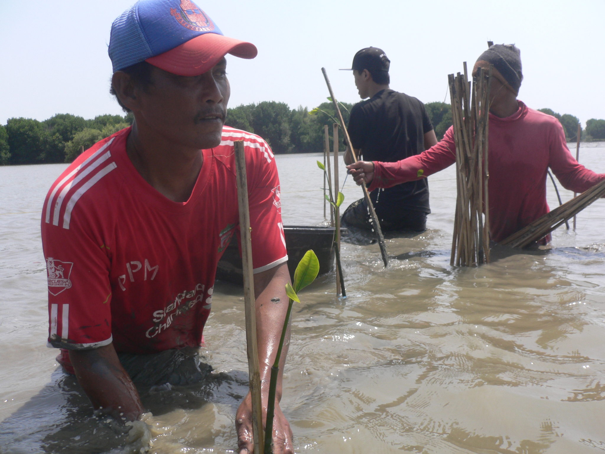 Planting mangroves in Panthai Bahagia, Java, Indonesia