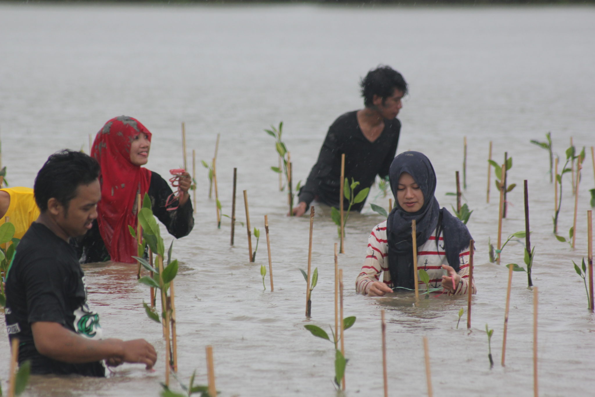 Planting mangroves at Panthai Bahagia, Java, Indonesia