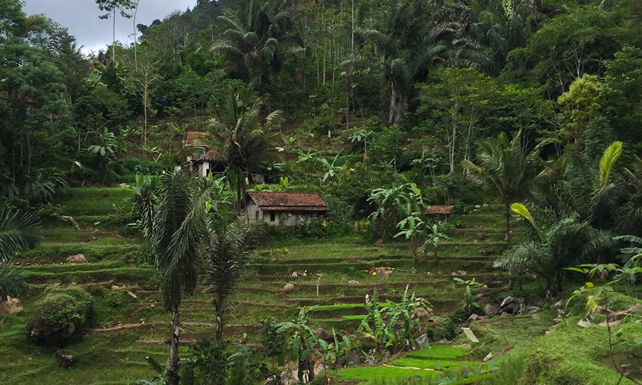 New projects protect Java's habitats - Seacology