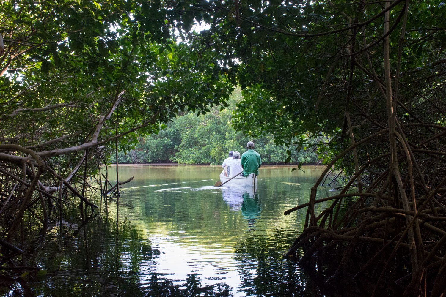 Mangroves