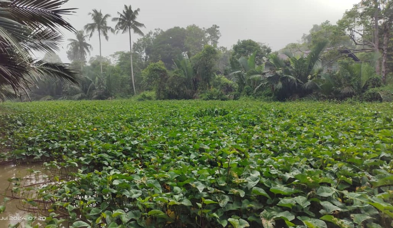 A dense mass of plants floats on top of a river