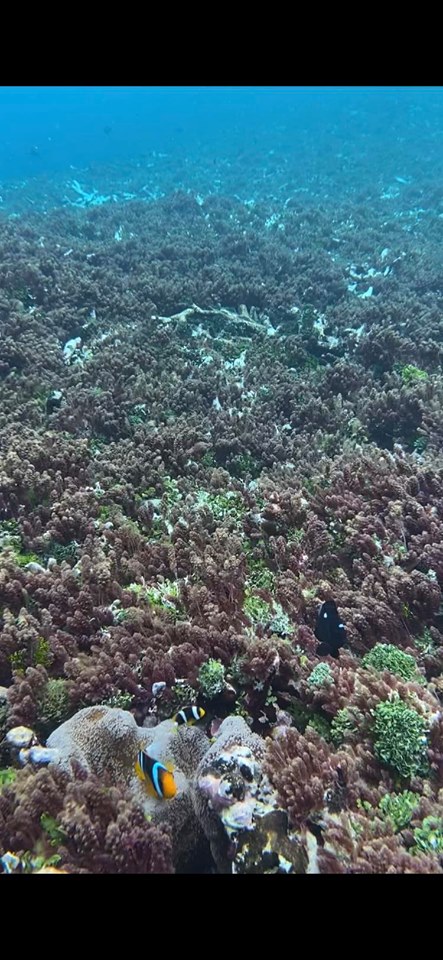 Coral reef at Kuop Atoll, Chuuk, Micronesia