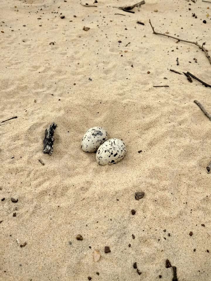 Bird eggs in sand