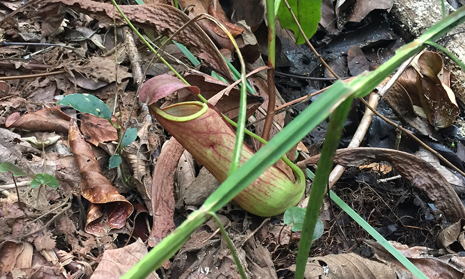 a carnivorous pitcher plant on the forest floor in West Kalimantan, Indonesia, on the island of Borneo