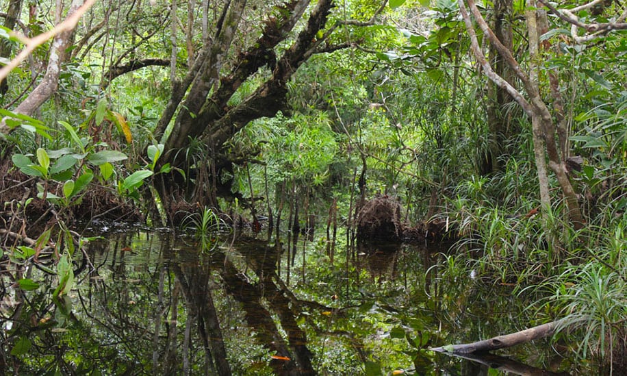 Tropical peat forest with trees and water on Borneo