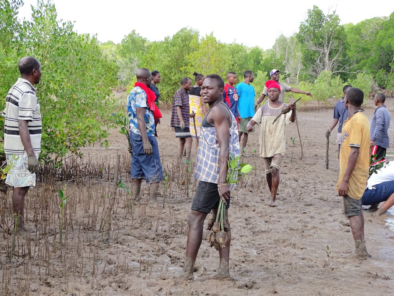 Community members replant mangroves
