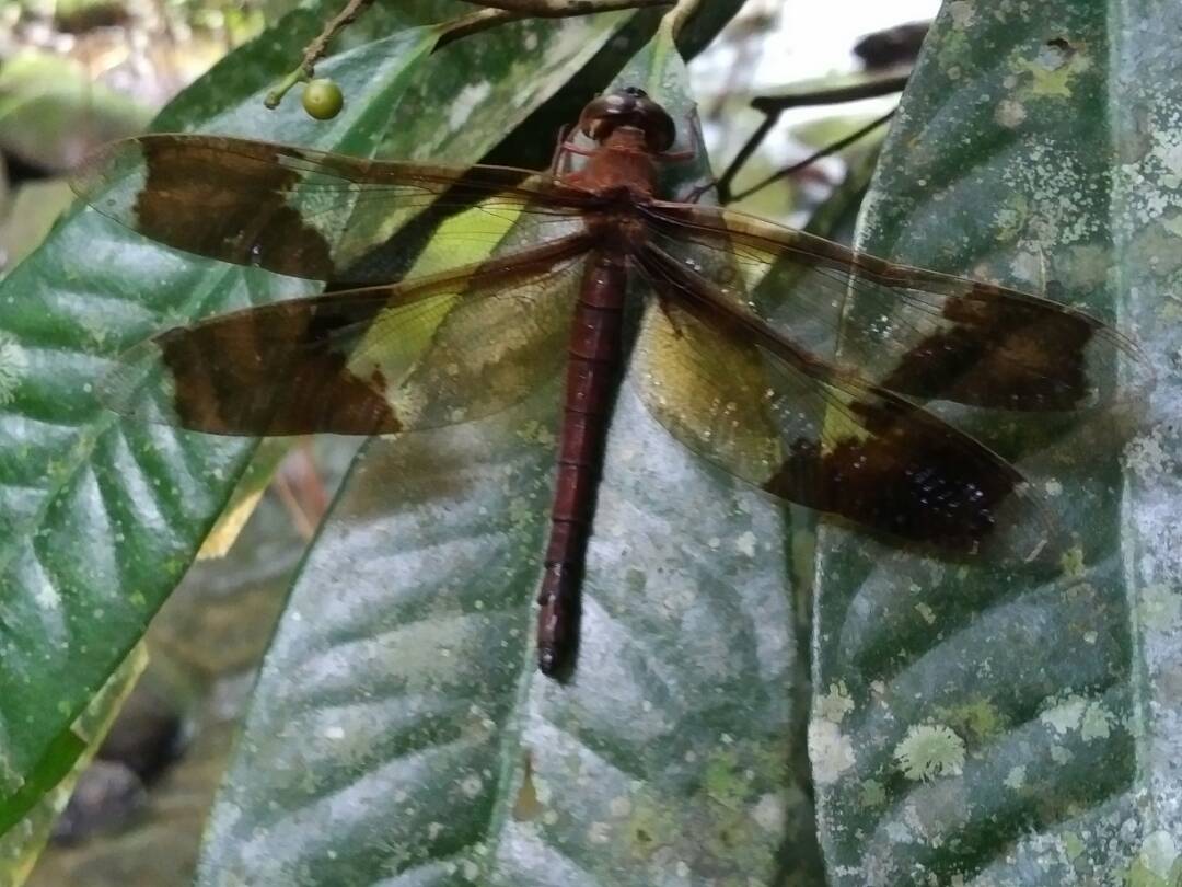 Dragonfly in Kolosunan, Malaysia, Borneo