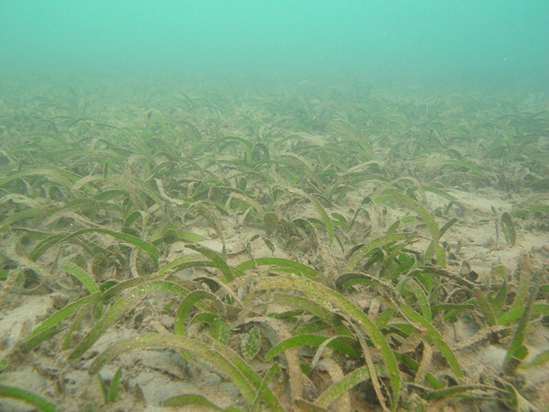 Healthy seagrass underwater