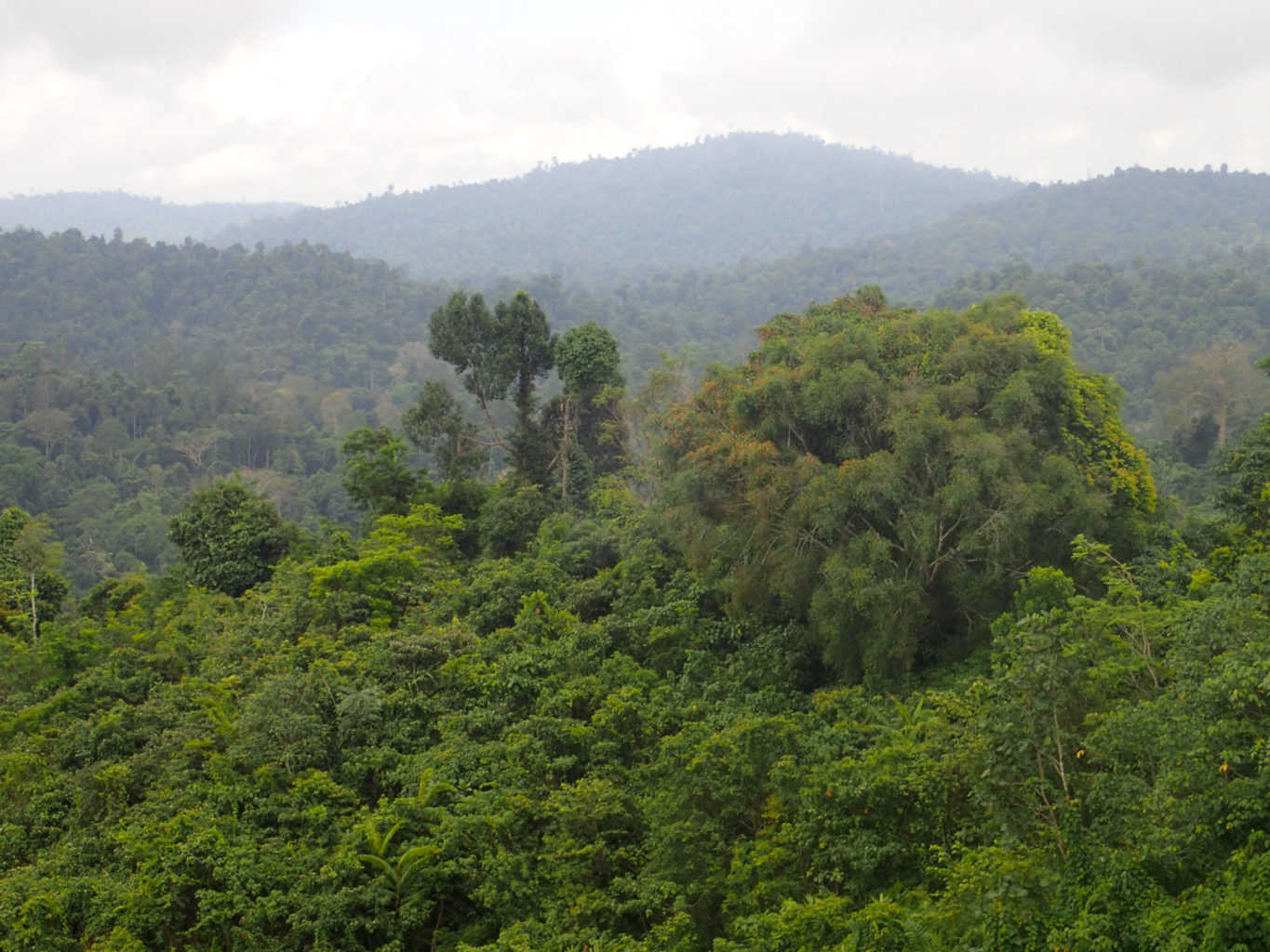 Rainforest in Tampasak, Malaysia, Borneo