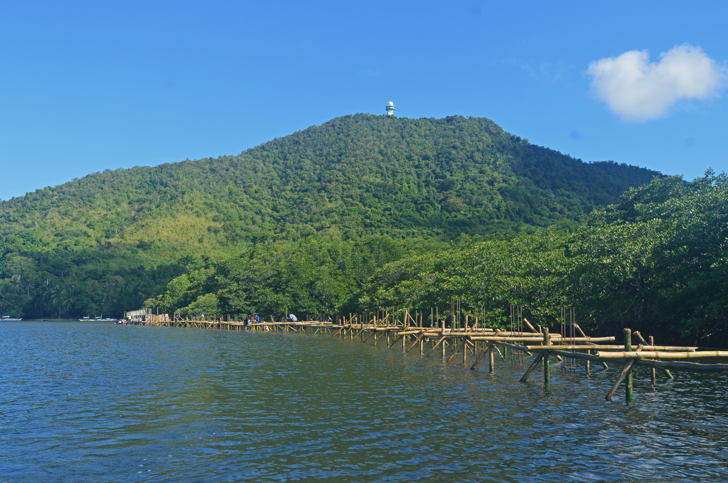 Mangrove forest on Busuanga Island, Philippines