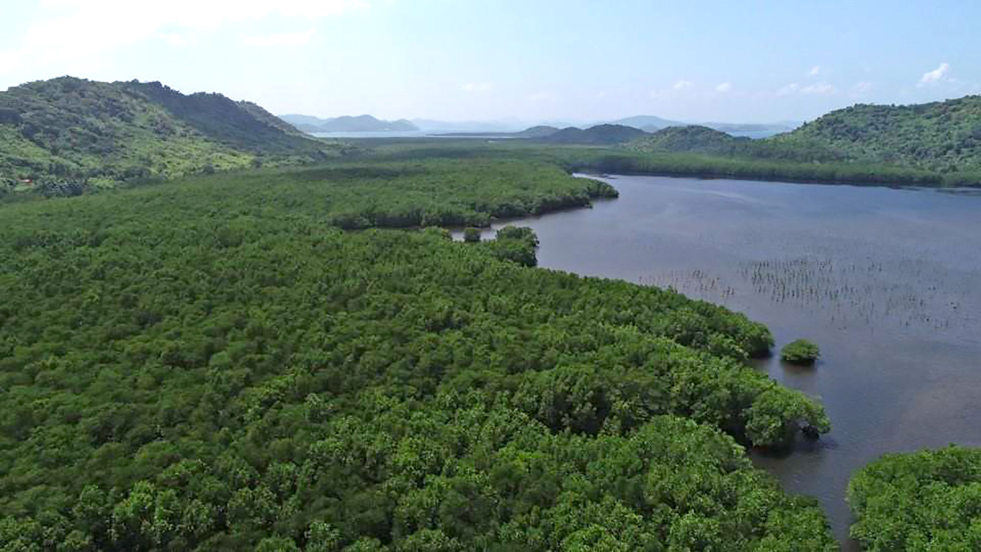 Bogtong mangroves