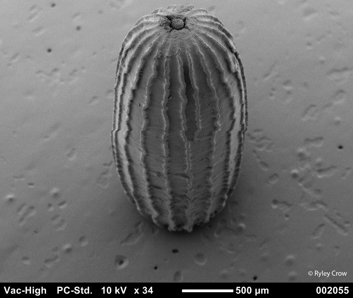 Scanning electron microscope image of an eelgrass seed