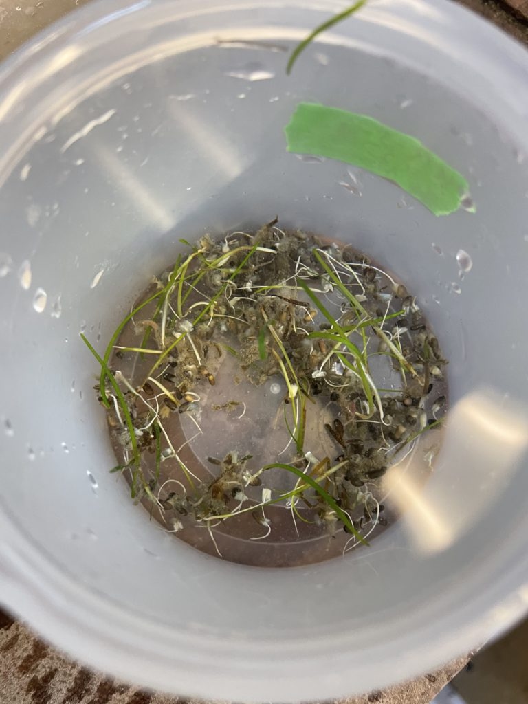 Eelgrass seedlings in a bucket