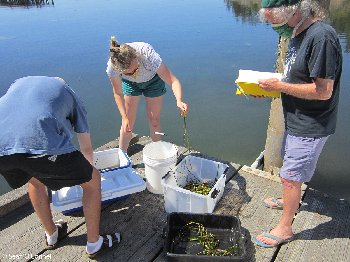 Scientists sort flowering eelgrass shoots for seed buoys in Westcott Bay, Puget Sound, Washington