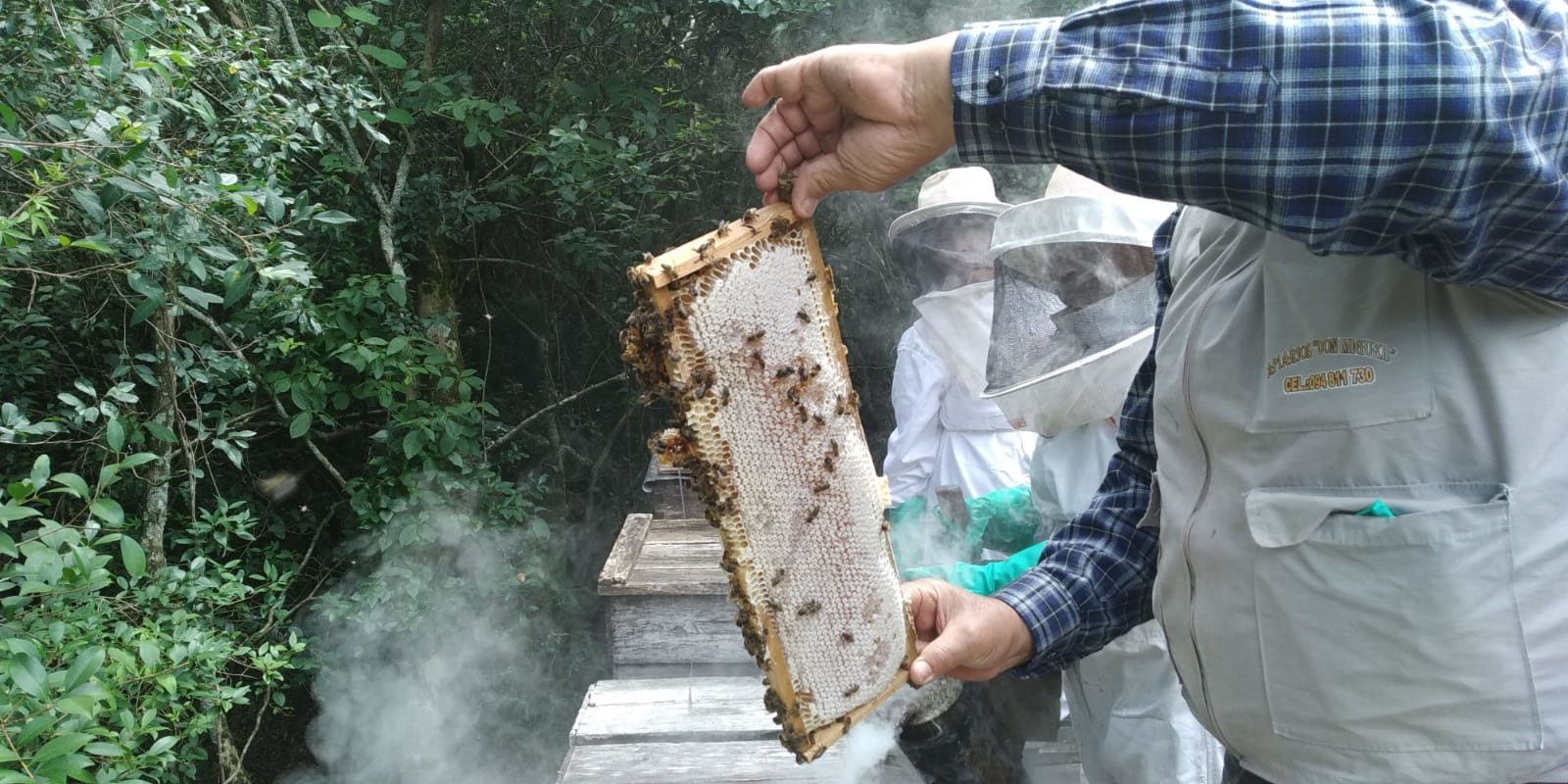 Filomena islands hives
