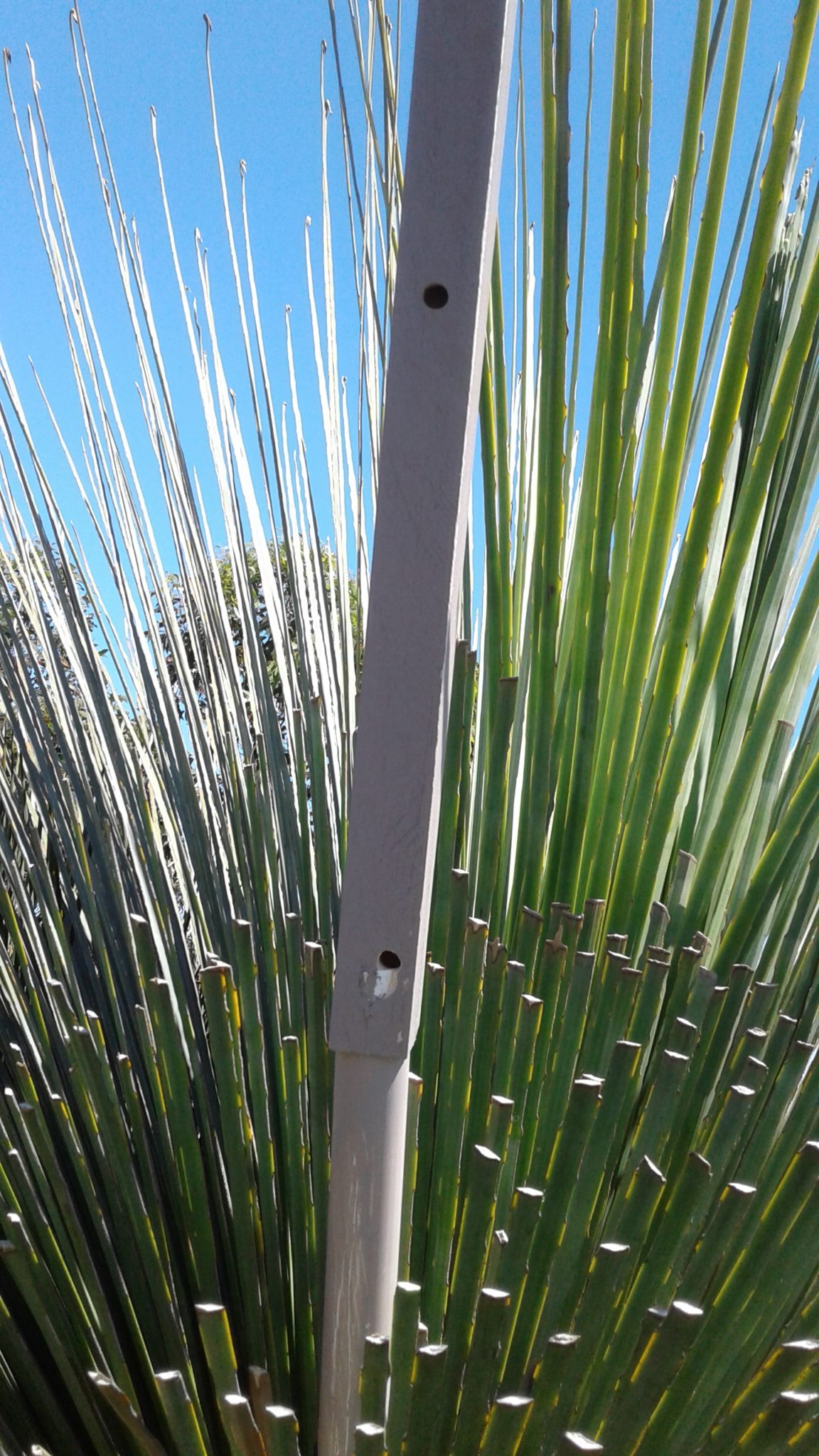 Nesting stalk for carpenter bees