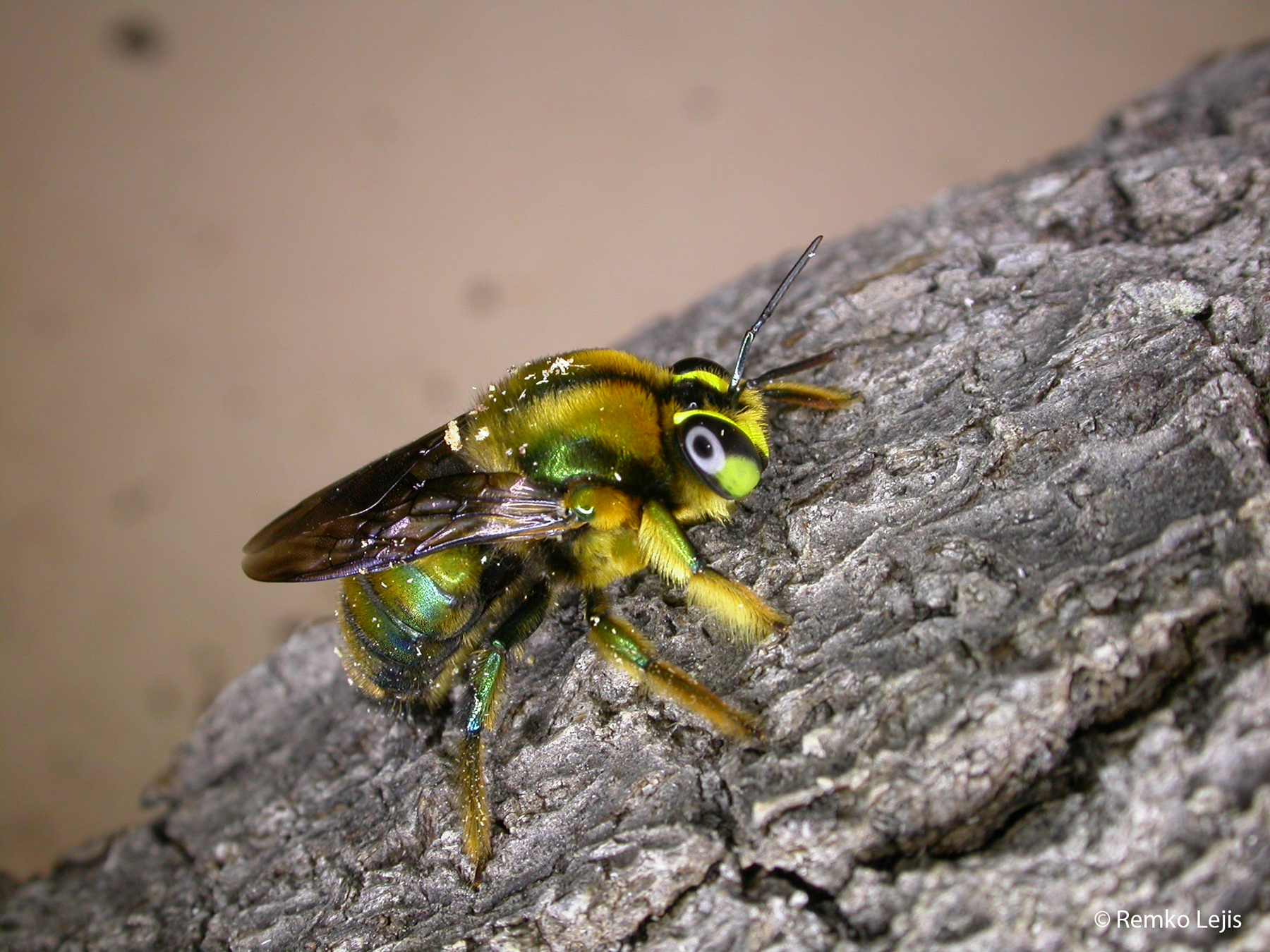 Green carpenter bee on wood